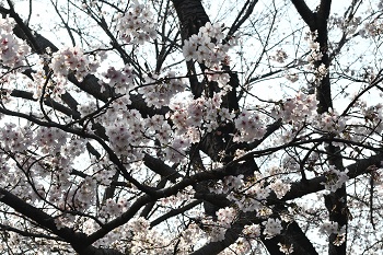 写真:芹沢公園のサクラ(アップ)