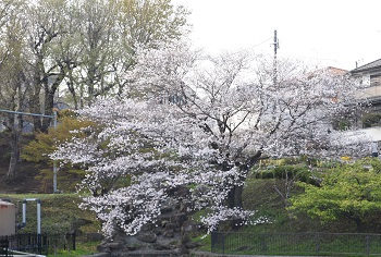 写真:立野台公園のサクラ(引き)