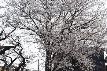 写真:立野台公園のピンク色のサクラ