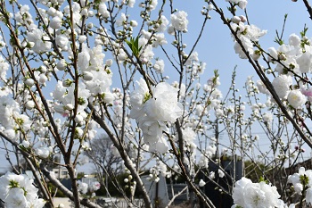 写真:相模川沿いに咲く白いサクラ