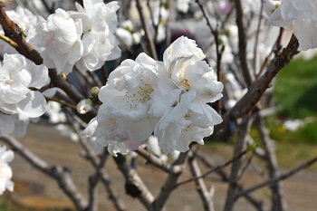 写真:相模川沿いに咲くサクラ(アップ)