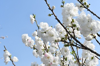 写真:青空と相模川沿いに咲くサクラ(アップ)