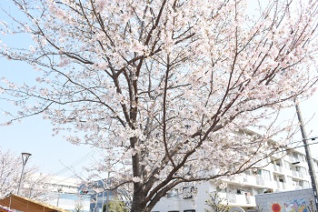 写真:東原のサクラ(引き)