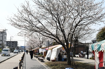 写真:東原のサクラ(五分咲き)