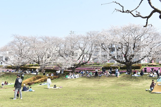 写真：かにが沢公園のサクラとサクラを見に訪れた市民