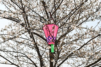 写真:かにが沢公園のサクラと提灯