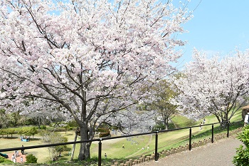 写真:かにが沢公園のサクラ(引き)