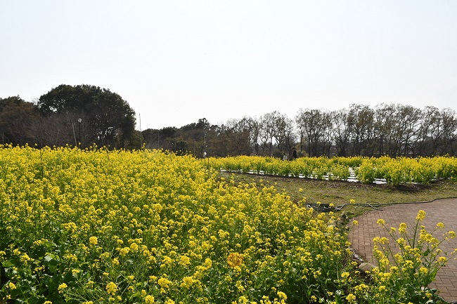 写真：芹沢公園で見頃を迎える菜の花（引き）