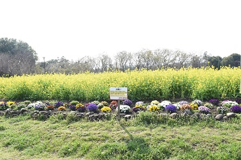 写真：芹沢公園で見頃を迎える菜の花、色とりどりの花が植えられた花壇