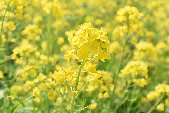 写真：芹沢公園で見頃を迎える菜の花（アップ）