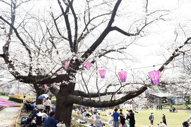 写真：かにが沢桜祭りで、市民がサクラの下で鑑賞する様子
