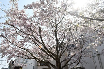 写真：相模が丘仲良し小道のサクラ（引き）
