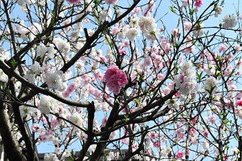 写真：相模が丘仲良し小道のサクラ（アップ）