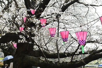 写真：かにが沢公園のサクラと提灯