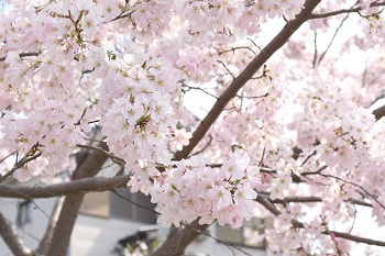 写真：かにが沢公園のサクラ(アップ)