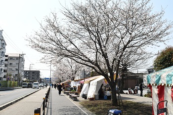 写真：東原桜並木のサクラ(引き)