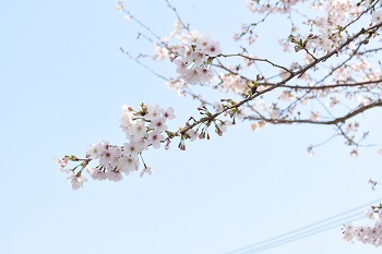 写真：東原桜並木のサクラ（アップ）