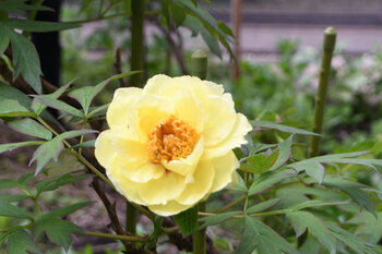 写真：市役所の庭園内に咲く一輪の黄色のボタン