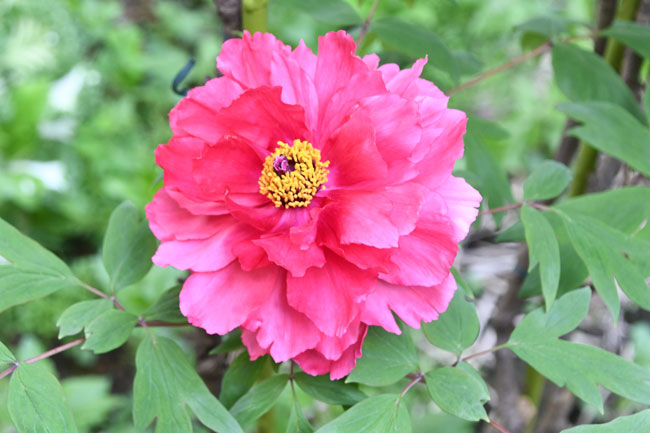 写真：市役所の庭園内に咲く一輪の赤色のボタン