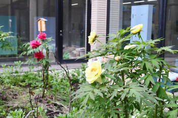 写真：市役所の庭園内に咲く赤色と黄色のボタン