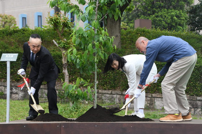 写真:まつはし市議会議長、さとう市長、みどりいっぱいデー実行委員会委員長ゆあささんがジンダイアケボノを植樹している様子