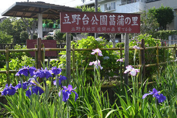 写真：立野台公園の看板と紫色とピンク色のハナショウブが咲く様子
