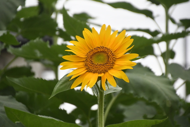 写真：かにが沢公園の白芯ヒマワリ