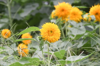 写真：かにが沢公園のふわふわとした花びらのヒマワリ（複数）