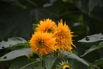 写真：かにが沢公園のふわふわとした花びらのヒマワリ（アップ）