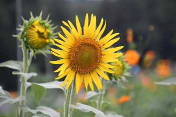 芹沢公園の白芯ヒマワリ