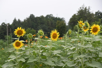 芹沢公園の白芯ヒマワリが複数咲く様子（正面）