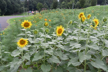芹沢公園の白芯ヒマワリが複数咲く様子（斜め上）