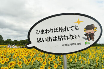 写真：ひまわり畑と「ひまわりは枯れても思い出は枯れない」と文字が書かれた吹き出し型のメッセージボード