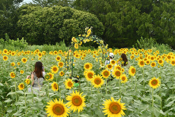 写真：座間会場のヒマワリとアーチ