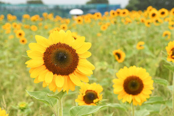 写真：四ツ谷会場のヒマワリ（ビンセント）が咲いている様子