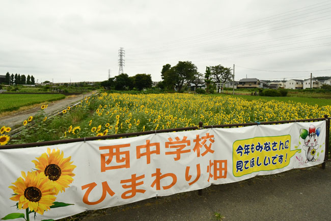 写真：西中学校で栽培しているヒマワリ畑