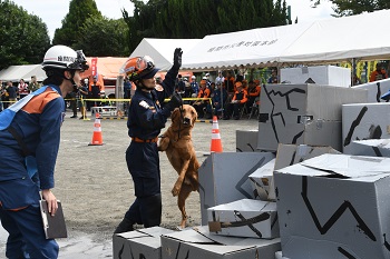 写真：捜索する救助犬
